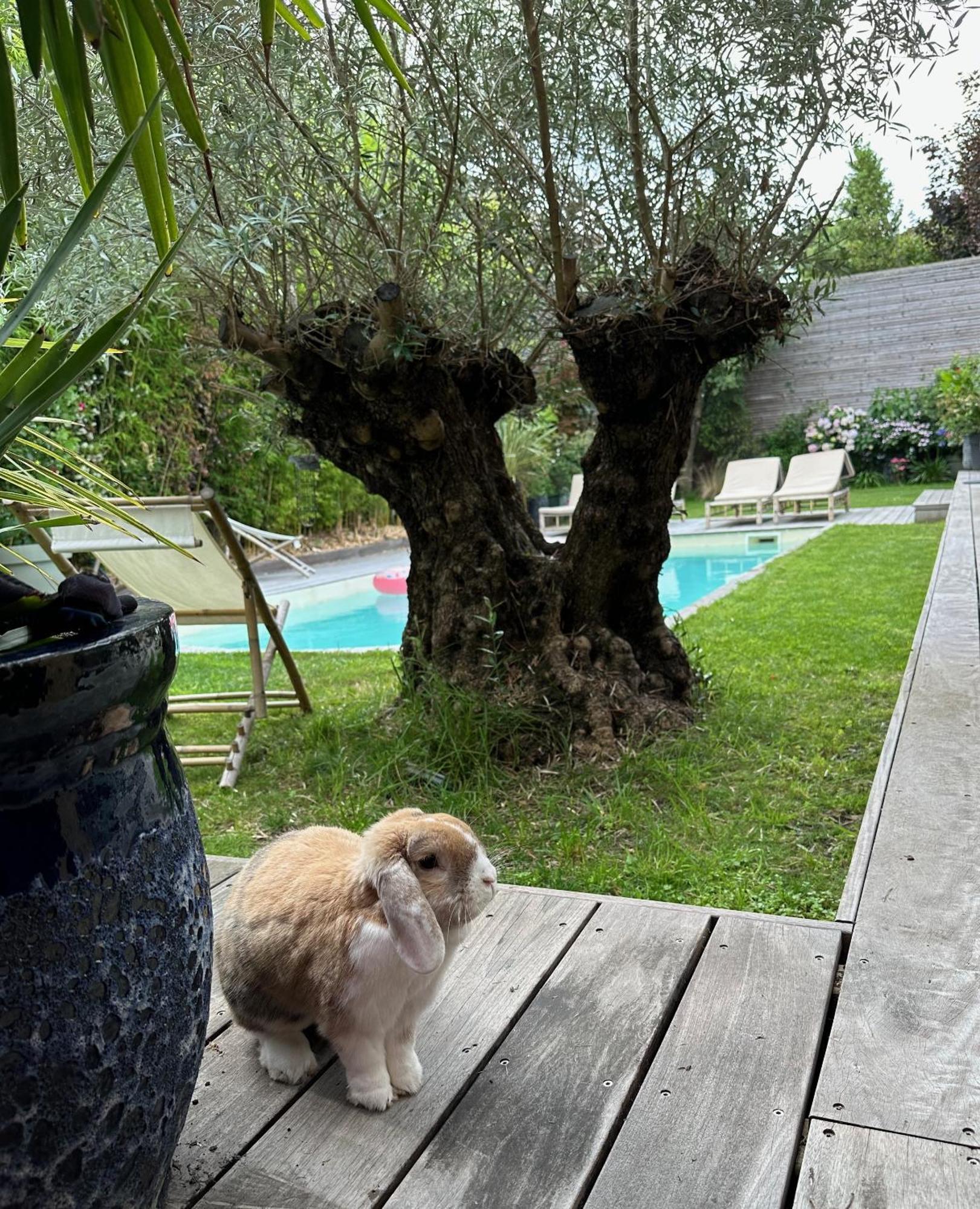 Les Penates Bordelaises - Maison D'Hotes - Guesthouse Bordeaux Zewnętrze zdjęcie